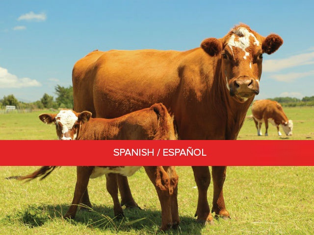 Certificación de Vaca-Becerro